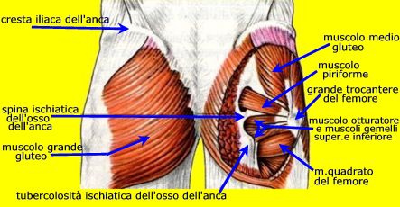 Muscoli glutei