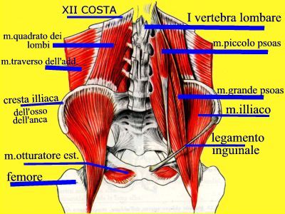 muscoli lombari