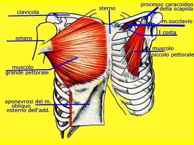 pettorali