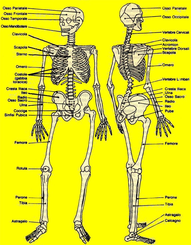Lo scheletro