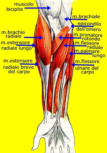 Muscoli avambraccio