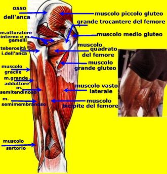 muscoli posteriori della coscia