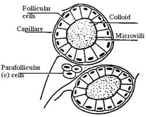 Follicoli tiroide