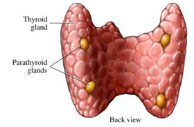 Paratiroide