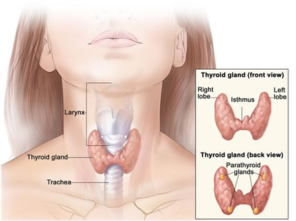 Tiroide