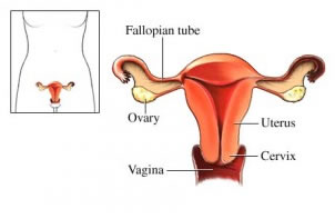apparato genitale femminile