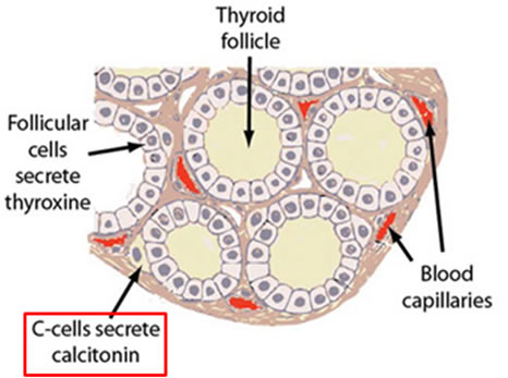 cellule parafollicolari