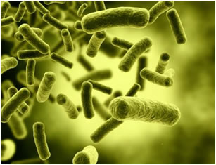 Escherichia coli