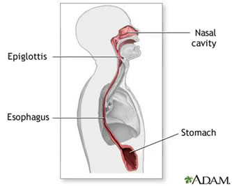 esofago stomaco
