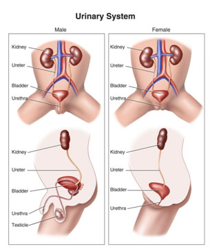 uretrite